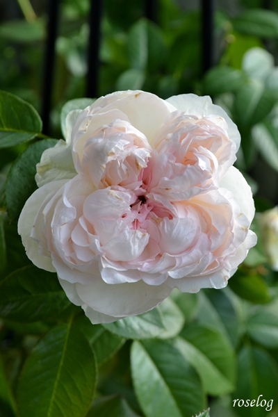20251018 ロクサーヌ バラ ブログ ロサオリエンティス タイプ0 10月 秋 開花 画像 roselog