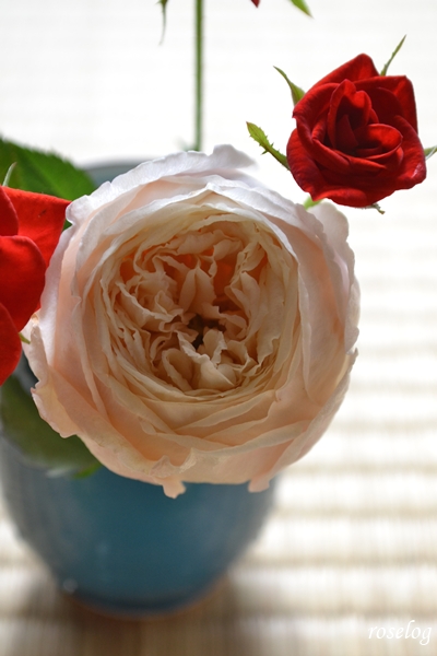 20251018 環 美空 バラ ブログ 母のミニバラ 切り花 畳 湯呑 薔薇 10月 秋 開花 画像 roselog