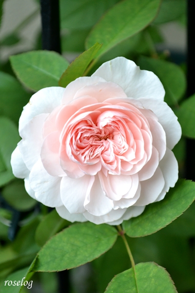 20251021 メイドインヘブン バラ ブログ ロサオリエンティス タイプ0 10月 秋 開花 画像 roselog