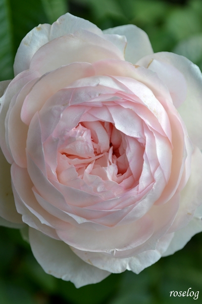 20251024 ロクサーヌ バラ ブログ ロサオリエンティス タイプ0 10月 秋 開花 画像 roselog