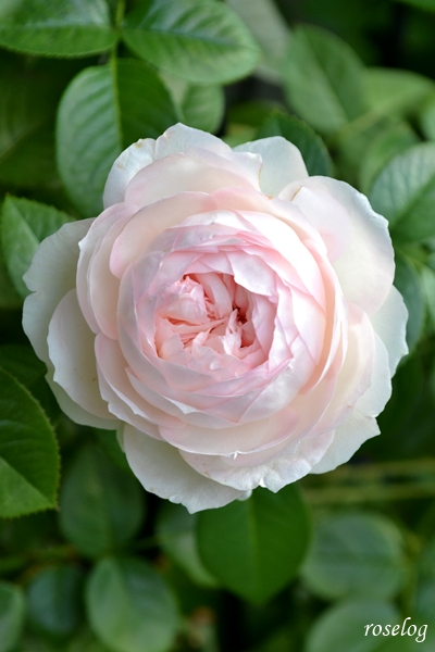 20251024 ロクサーヌ バラ ブログ ロサオリエンティス タイプ0 10月 秋 開花 画像 roselog