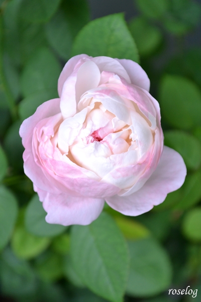 20251025 シャルドネ バラ ブログ パティオローズ 小川宏 10月 秋 開花 画像 roselog