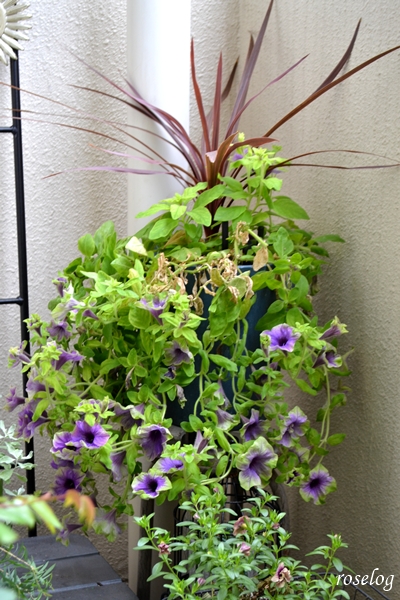 20251025 ペチュニア 真輝 ゲブラナガトヨ コルジリネ 寄せ植え 鉢植え 秋 10月 開花 画像 roselog