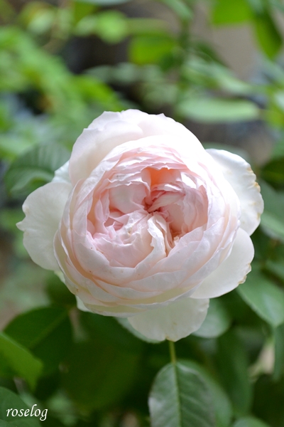 20251025 ロクサーヌ バラ ブログ ロサオリエンティス タイプ0 10月 秋 開花 画像 roselog