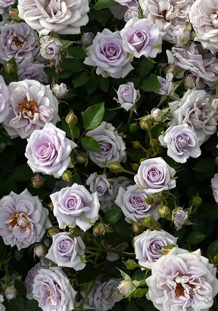 バラの家 新品種 2026春 ロサオリエンティス タイプ0 タイプ1 一覧 - roselog バラ園芸ブログ 剪定開花の記録