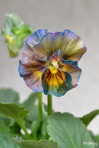 20251012 ビオラ アイクルール ブログ 鉢植え 10月 秋 開花 画像 roselog