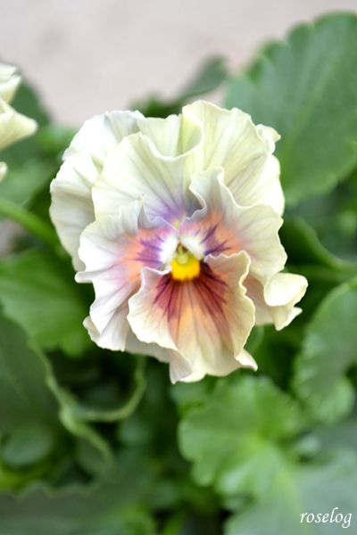 20251012 ビオラ アイクルール ブログ 鉢植え 10月 秋 開花 画像 roselog