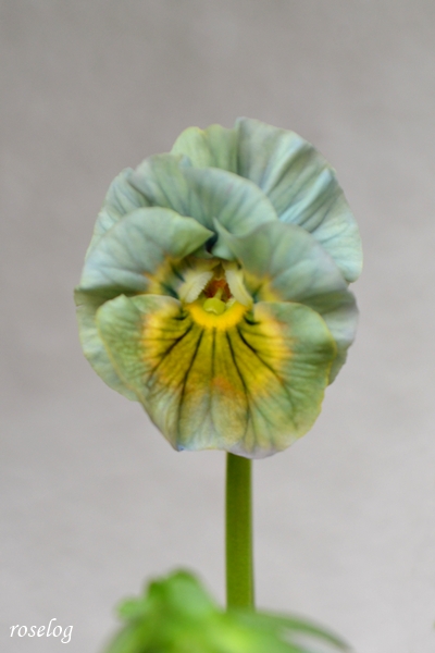 20251012 ビオラ アイクルール ブログ 鉢植え 10月 秋 開花 画像 roselog