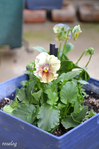 20251012 ビオラ アイクルール ブログ 鉢植え 5号角鉢 定植 10月 秋 開花 画像 roselog