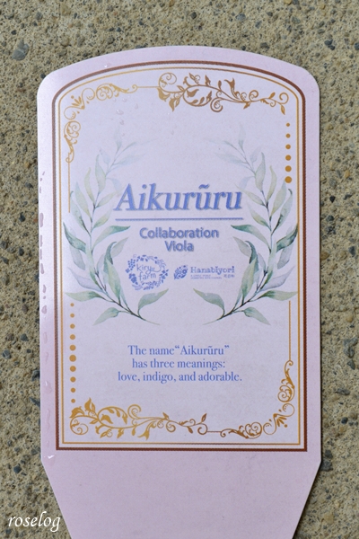 20251012 ビオラ アイクルール 桐生ふぁーむ 花日和 ラベル タグ 画像 ガーデニング ブログ roselog