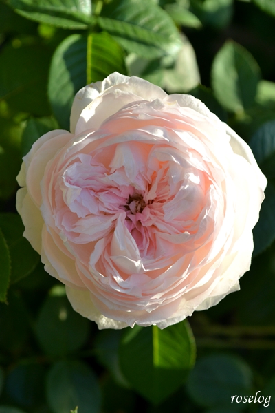 20251028 ロクサーヌ バラ ブログ ロサオリエンティス タイプ0 秋 開花 画像 roselog