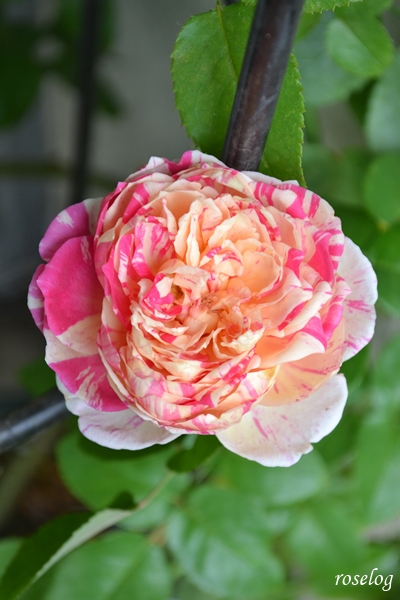 20251101 エドゥアールマネ バラ ブログ 11月 秋 開花 花径5cm roselog