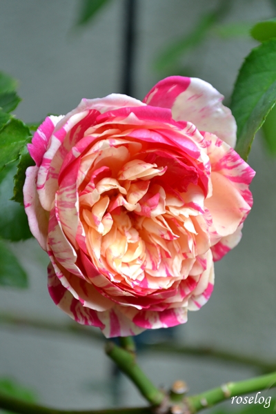 20251101 エドゥアールマネ バラ ブログ 11月 秋 開花 花径5cm roselog