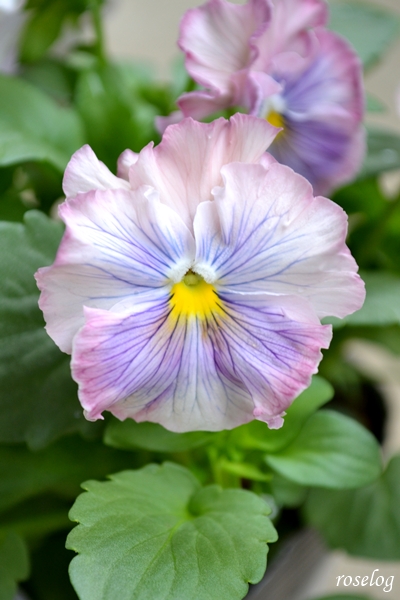 20251101 パンジー キャンティ ブログ ガーデニング 11月 秋 開花 画像 roselog