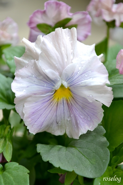 20251101 パンジー キャンティ ブログ ガーデニング 11月 秋 開花 画像 roselog