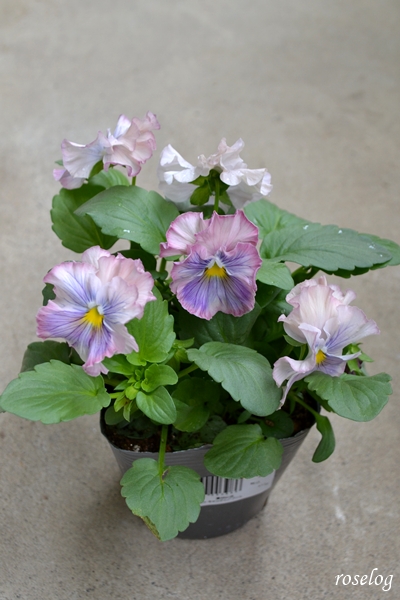 20251101 パンジー キャンティ ブログ ポット苗 ガーデニング 11月 秋 開花 画像 roselog