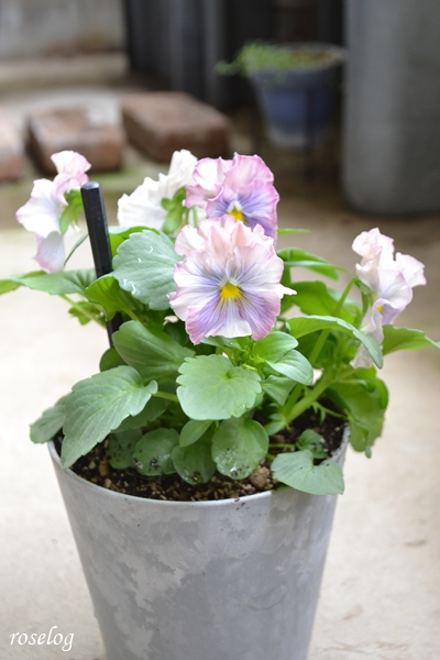 20251101 パンジー キャンティ ブログ 鉢植え 定植 4号鉢 ガーデニング 11月 秋 開花 画像 roselog