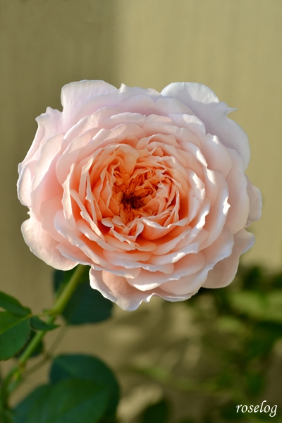 20251103 メーヴェ バラ アップルローゼス 11月 秋 開花 画像 roselog