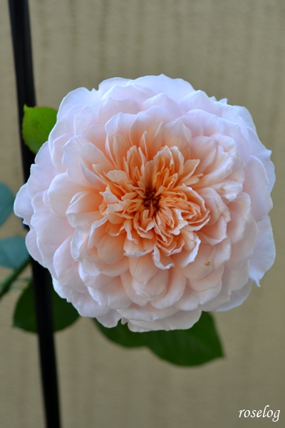 20251104 メーヴェ バラ アップルローゼス 11月 秋 開花 画像 roselog