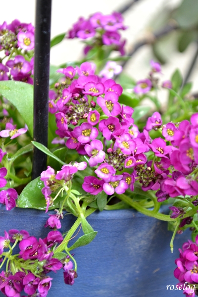 20251108 スーパーアリッサム 11月 開花 画像 ガーデニング ブログ roselog