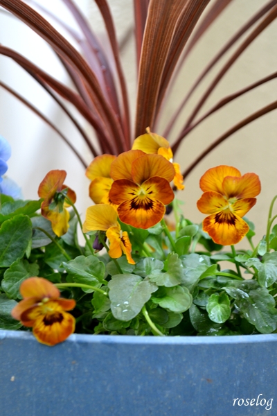 20251108 ビオラ 寄せ植え 画像 茶系 すじすじ コルジリネ 11月 秋 開花 画像 roselog