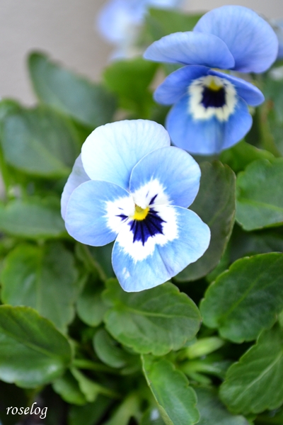 20251108 ビオラ 青系 11月 秋 開花 画像 roselog
