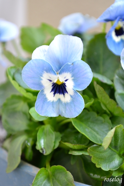 20251108 ビオラ 青系 11月 秋 開花 画像 roselog