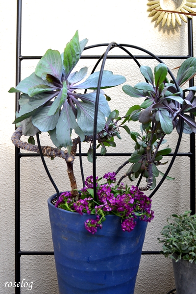 20251108 葉牡丹 寄せ植え アリッサム チタニウムシルバー ゲブラナガトヨ ブラックサファイア 11月 開花 画像 roselog
