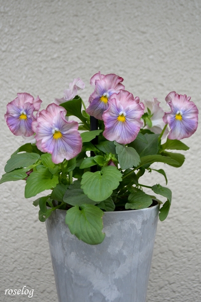 20251109 パンジー キャンティ 鉢植え 11月 秋 開花 画像 4.5号鉢 ガーデニング ブログ roselog