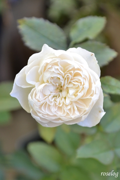 20251114 シーシェルアイズ バラ ブログ コマツガーデン 11月 秋 開花 画像 roselog