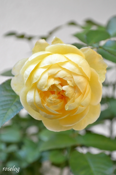 20251117 シューセルクル バラ ブログ 吉池貞蔵 11月 秋 開花 画像 roselog