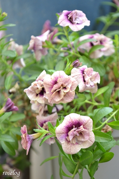 20251123 カリブラコア ミリオンベルプチホイップ ラムレーズン ブログ 11月 秋 開花 画像 roselog