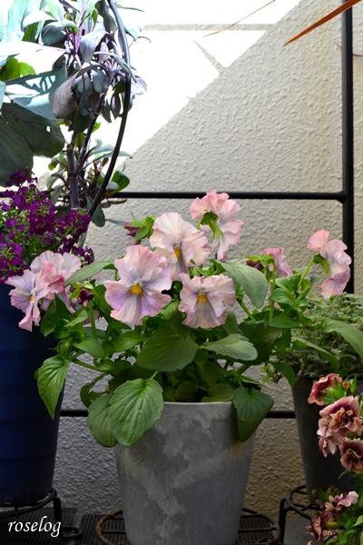 20251123 パンジー キャンティ 鉢植え 4.5号鉢 秋 11月 開花 画像 roselog