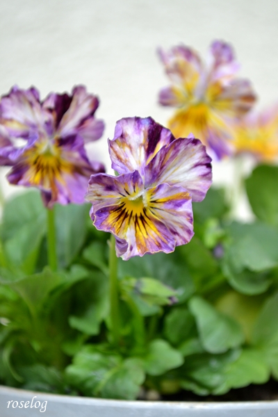 20251123 パンジー ファンジー ハルディン ブログ 秋 開花 画像 roselog