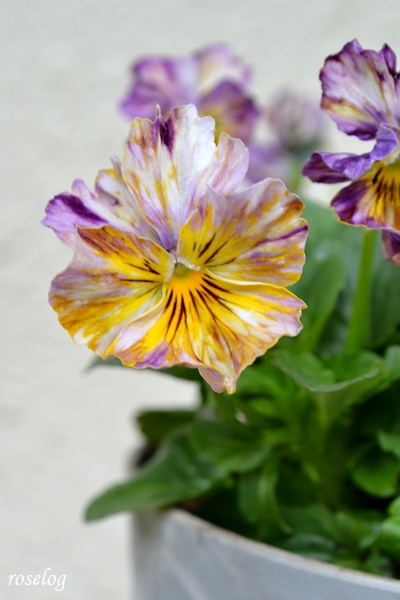 20251123 パンジー ファンジー ハルディン ブログ 秋 開花 画像 roselog