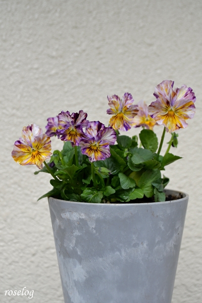 20251123 パンジー ファンジー ハルディン ブログ 鉢植え 4.5号鉢 11月 秋 開花 画像 roselog