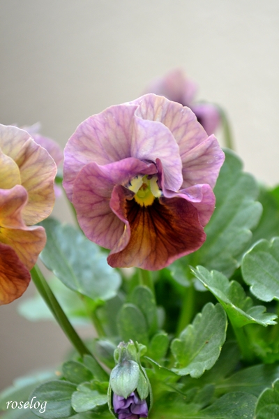 20251123 ビオラ アイクルール 11月 秋 開花 画像 ブログ roselog