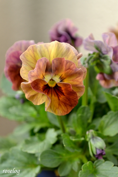 20251123 ビオラ アイクルール 11月 秋 開花 画像 ブログ roselog