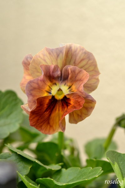 20251123 ビオラ アイクルール 11月 秋 開花 画像 ブログ roselog