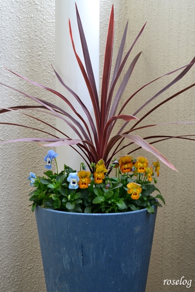 20251123 ビオラ 寄せ植え 画像 コルジリネ ブログ 鉢植え 7号鉢 11月 秋 開花 roselog