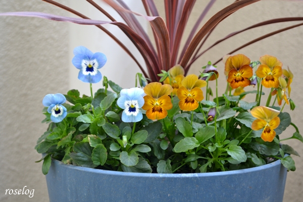 20251123 ビオラ 寄せ植え 画像 コルジリネ ブログ 鉢植え 7号鉢 11月 秋 開花 roselog