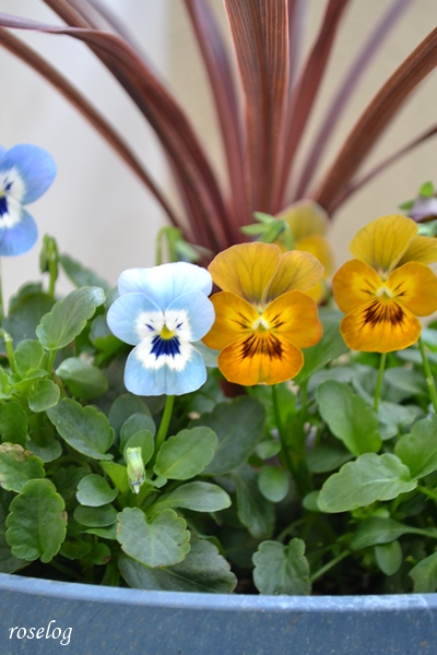 20251123 ビオラ 寄せ植え 画像 コルジリネ ブログ 鉢植え 7号鉢 11月 秋 開花 roselog