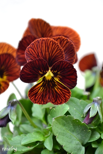 20251123 ビオラ タイガーアイ ブログ 11月 秋 画像 roselog