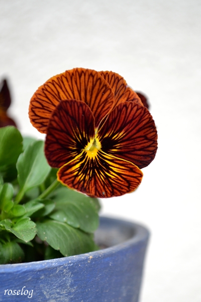 20251123 ビオラ タイガーアイ ブログ 11月 秋 画像 roselog