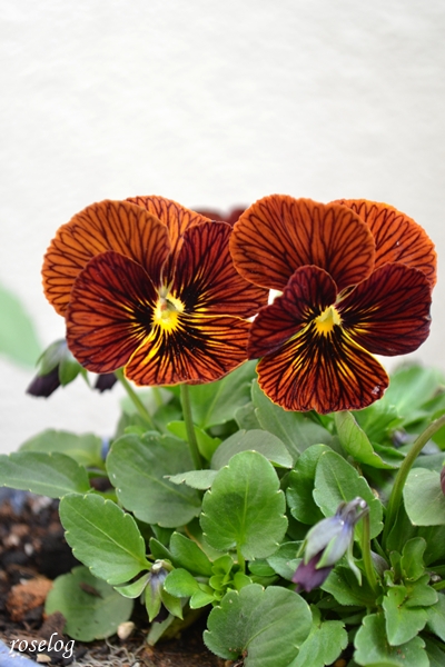 20251123 ビオラ タイガーアイ ブログ 11月 秋 画像 roselog