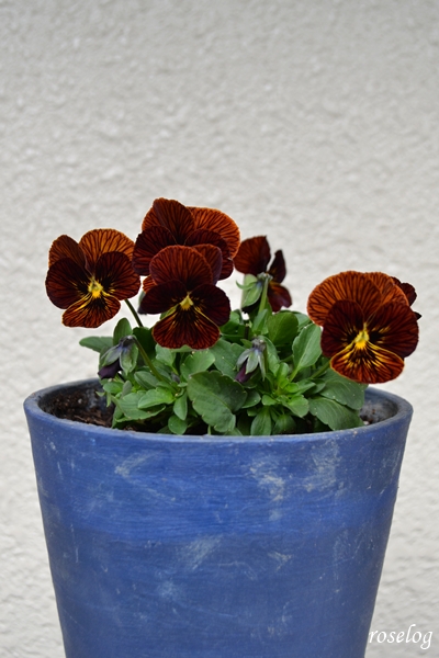20251123 ビオラ タイガーアイ 鉢植え ブログ 11月 秋 画像 4.5号鉢 roselog