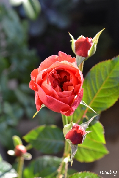 20251124 ライフ バラ ブログ ロサオリエンティス タイプ0 11月 秋 開花 画像 roselog