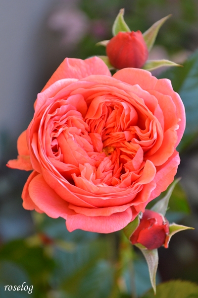 20251126 ライフ バラ ブログ ロサオリエンティス タイプ0 11月 秋 開花 画像 roselog