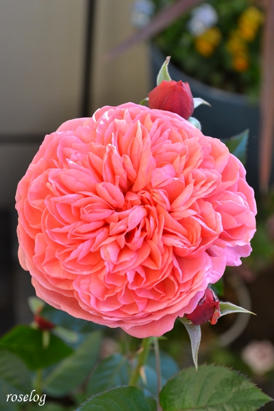 20251128 ライフ バラ ブログ ロサオリエンティス タイプ0 11月 秋 開花 花径8cm 画像 roselog