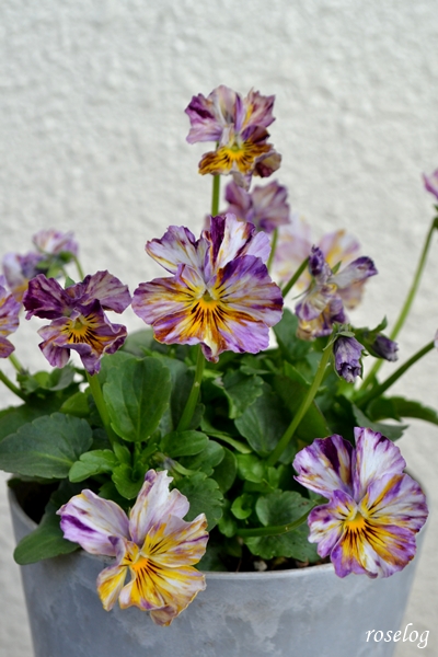 20251129 パンジー ファンジー ハルディン ブログ 秋 開花 画像 roselog